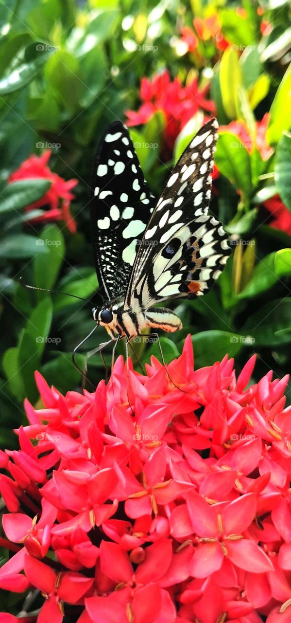 lovely butterfly😍