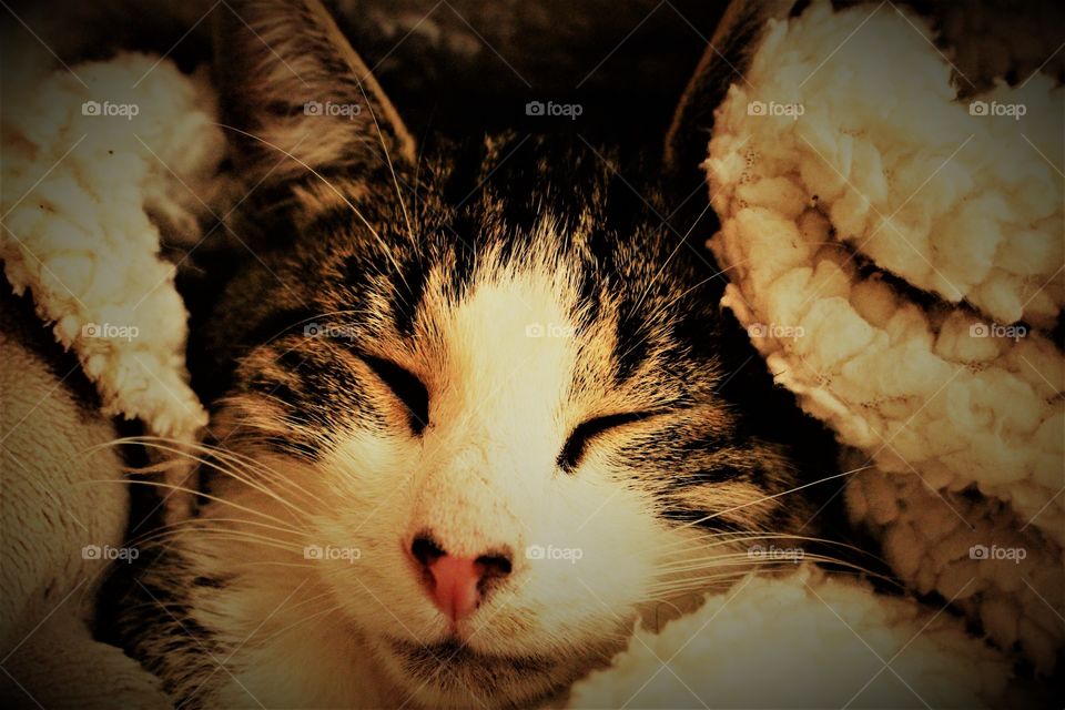 Schlafende Katze in kuscheliger Decke eingewickelt.