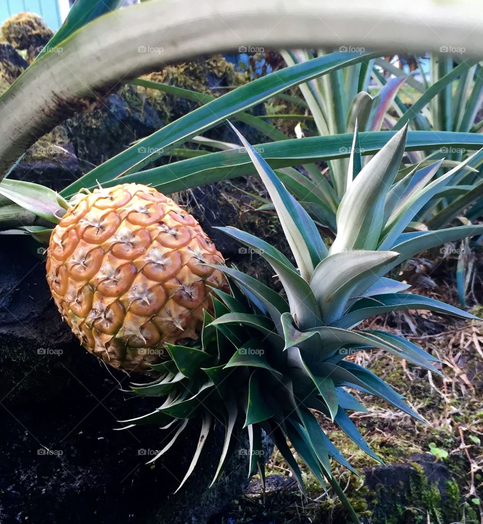 Ripe Pineapple 