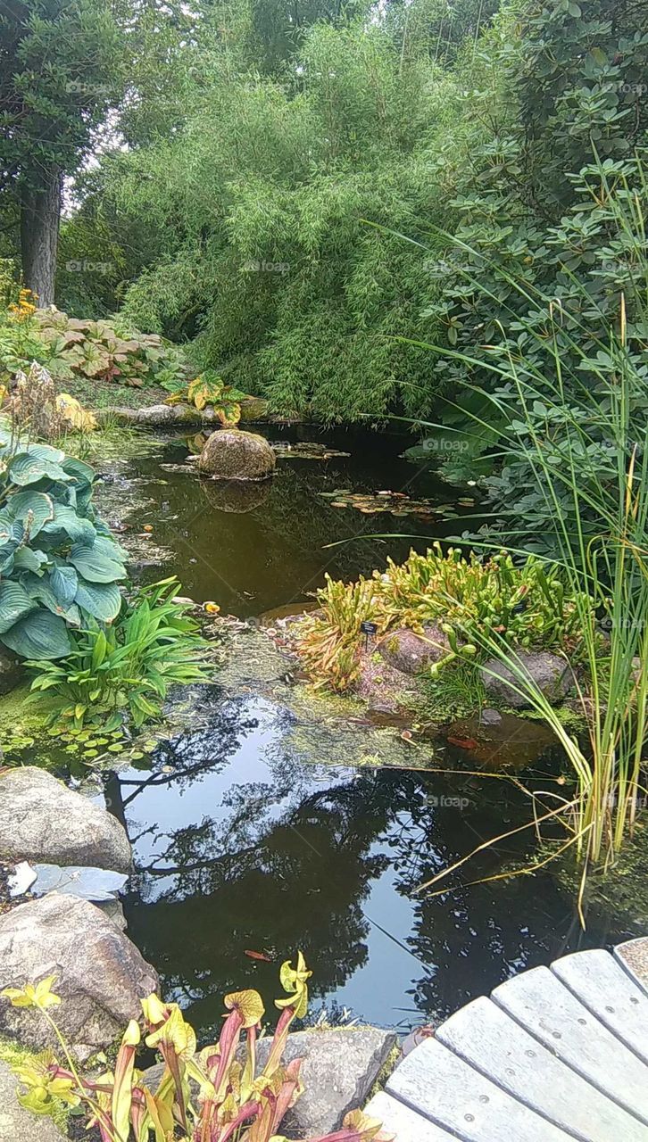 Beautiful green plants and pond