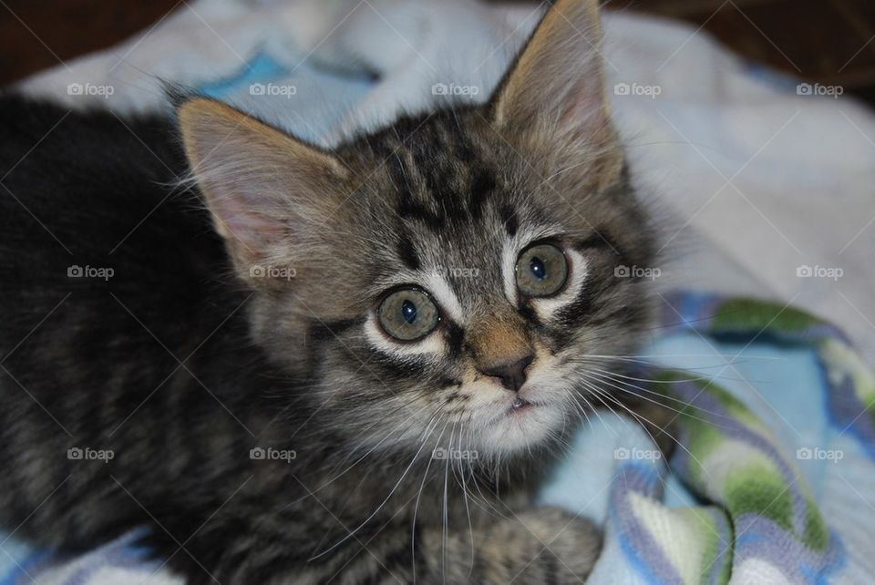 Cute kitten close up face