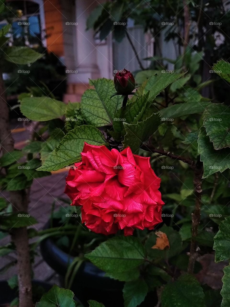 Red flower