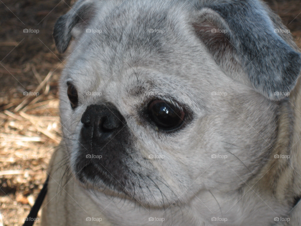 animal curious focused face by melody