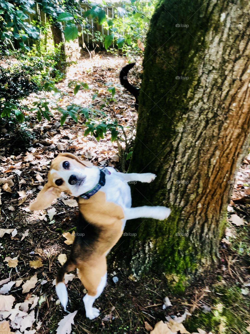 Beagle caught a scent