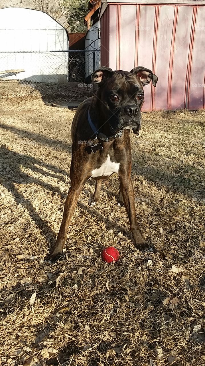 Boxer Rescue of Idaho make brindle spring excercise