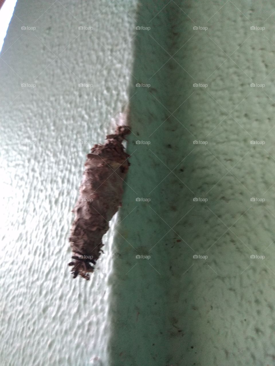 bem vindo foap natureza