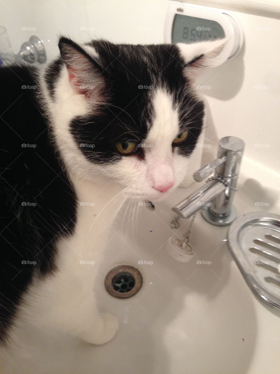 Thirsty cat. 
