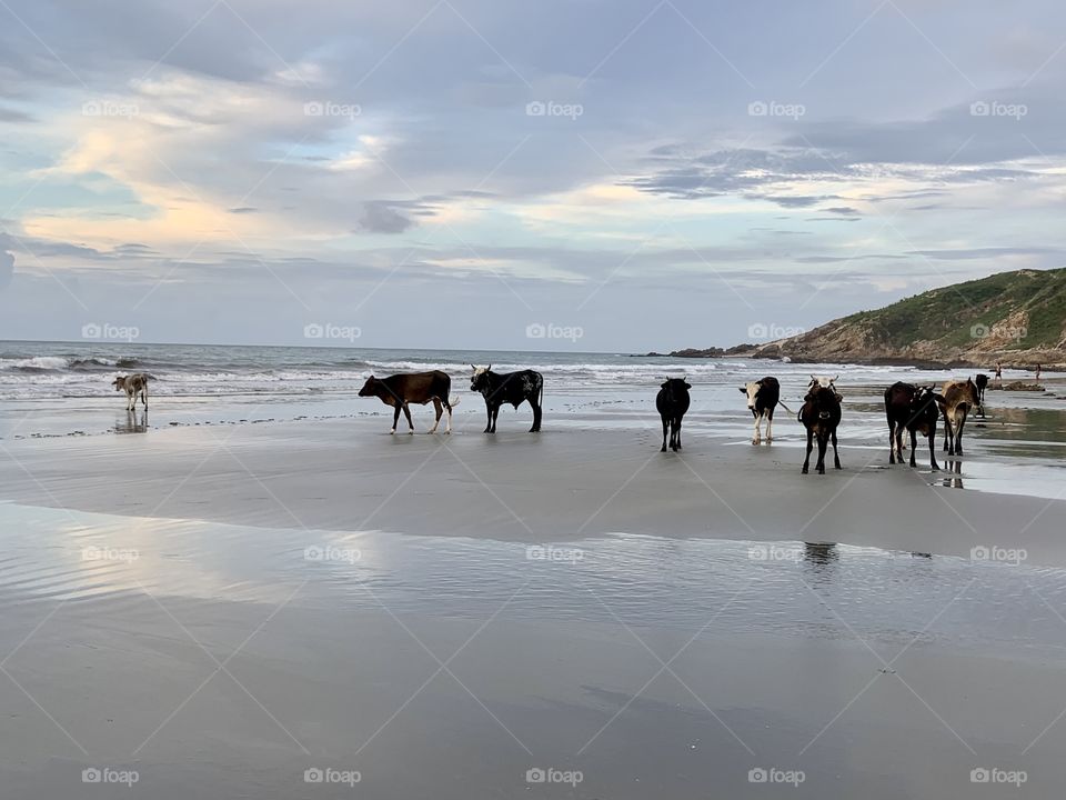 Cows in the beach 