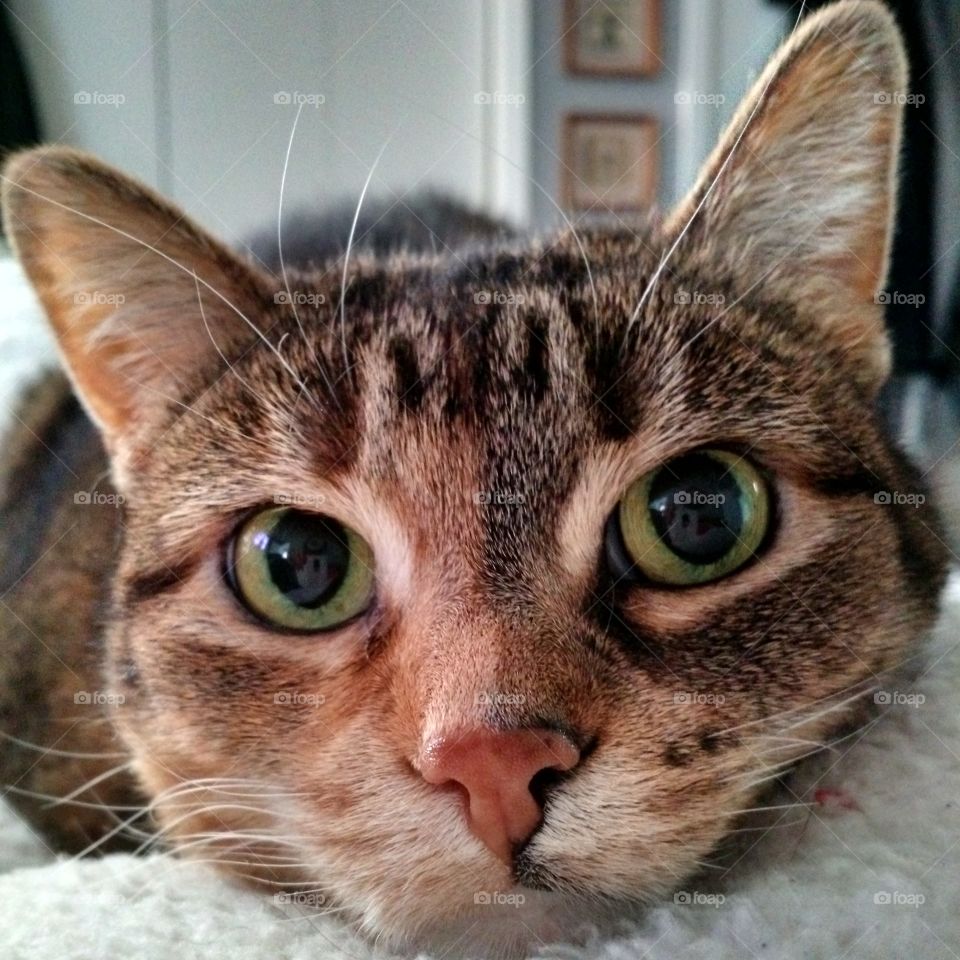 kitty intense morning eyes. this is how she wakes me up