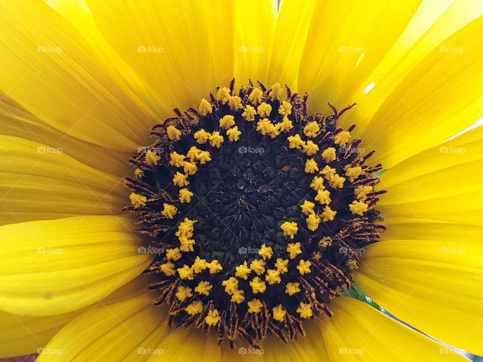 Close up a yellow sunflower back-lit by sunlight with a contrasting black center.