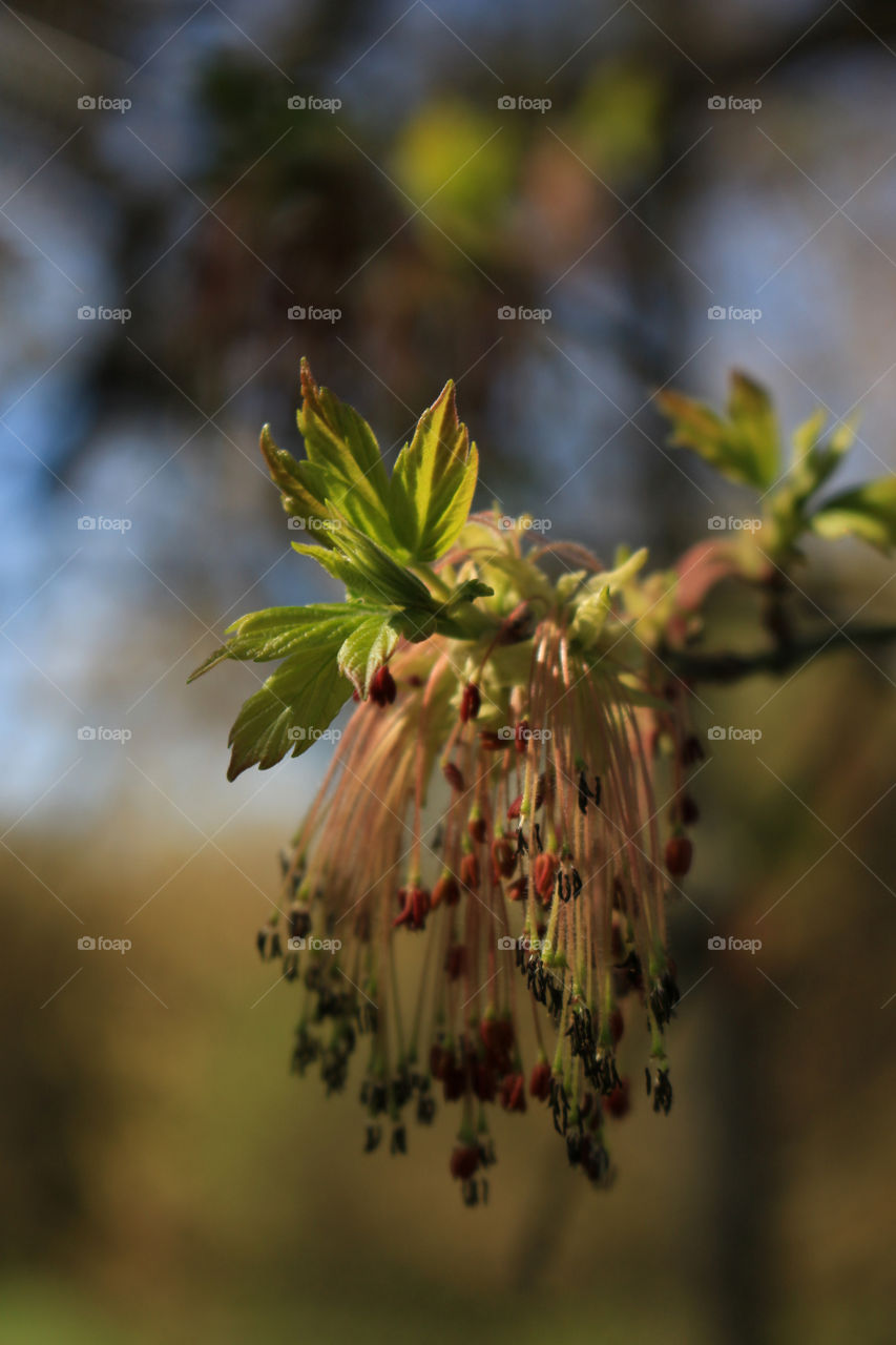 Blossoming Maple Branch with Green Leaves and Inflorescence

Natural Background or Wallpaper