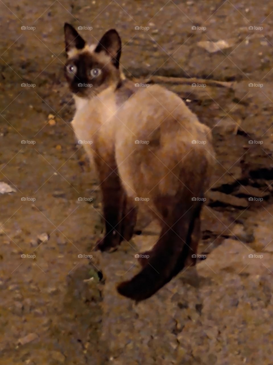 cat of favela