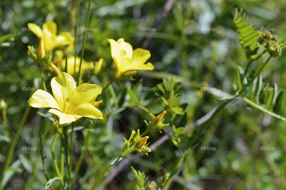 macrophoto field flowers