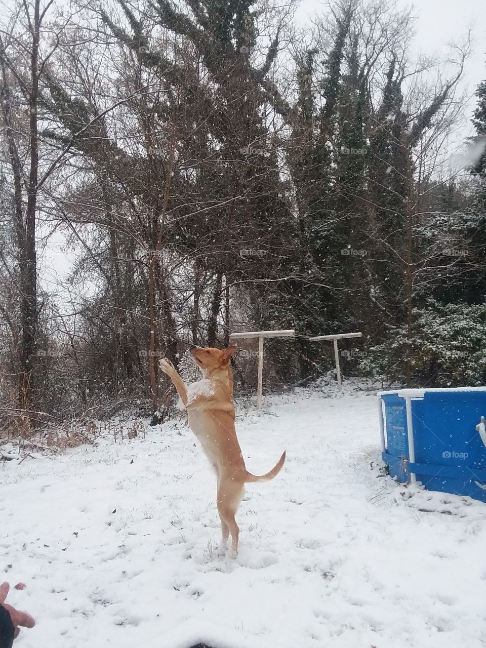 A dog waiting on her snowball tonne thrown.