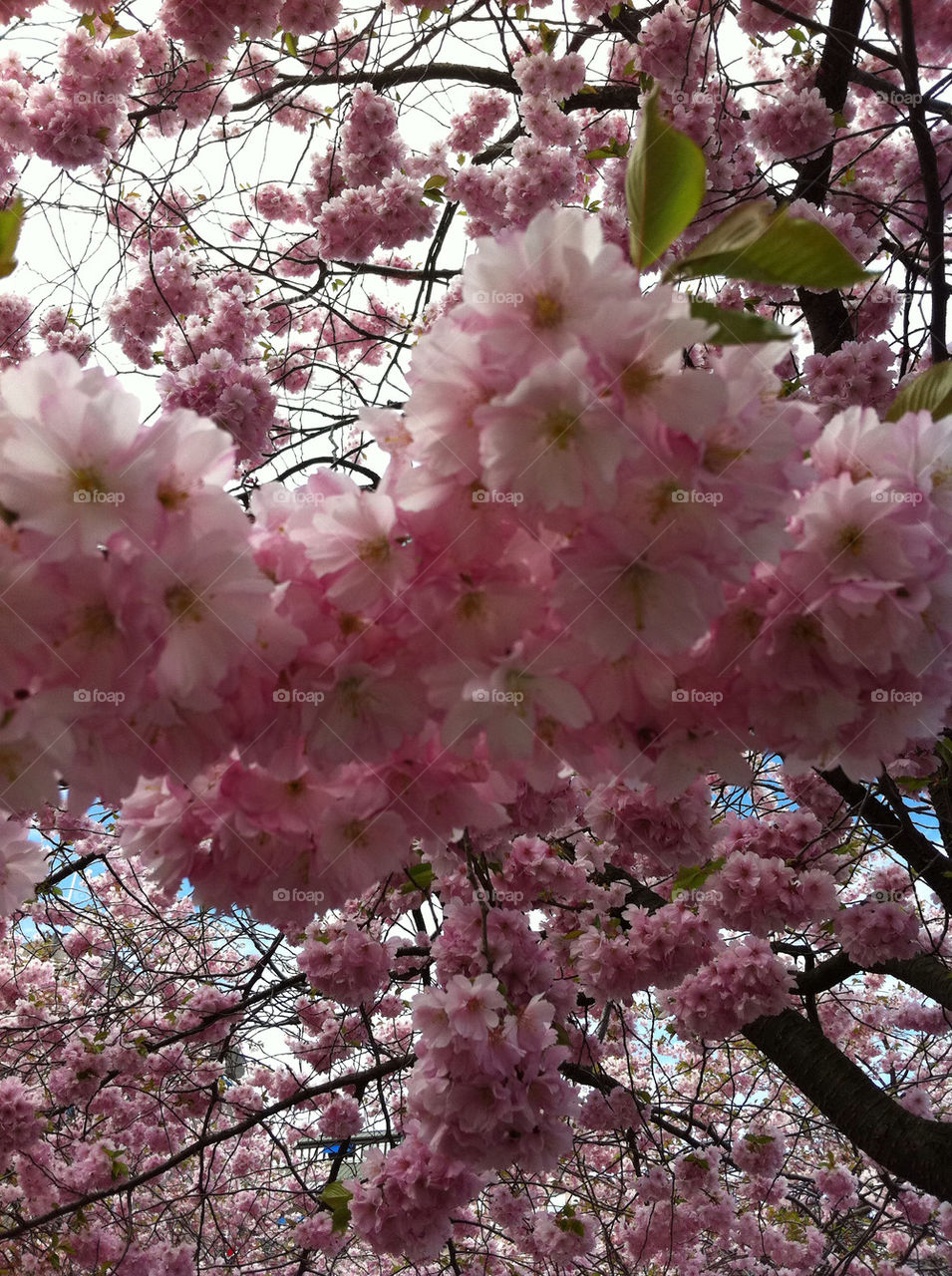 blossom cherry by brazilfemale