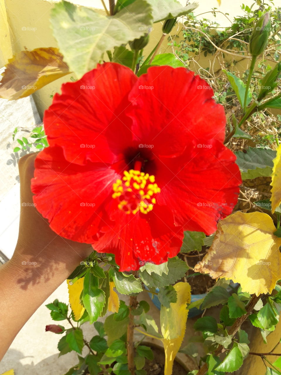 beautiful red hibiscus flower in our garden