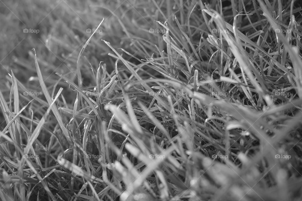 Close-up monochrome picture of the grass