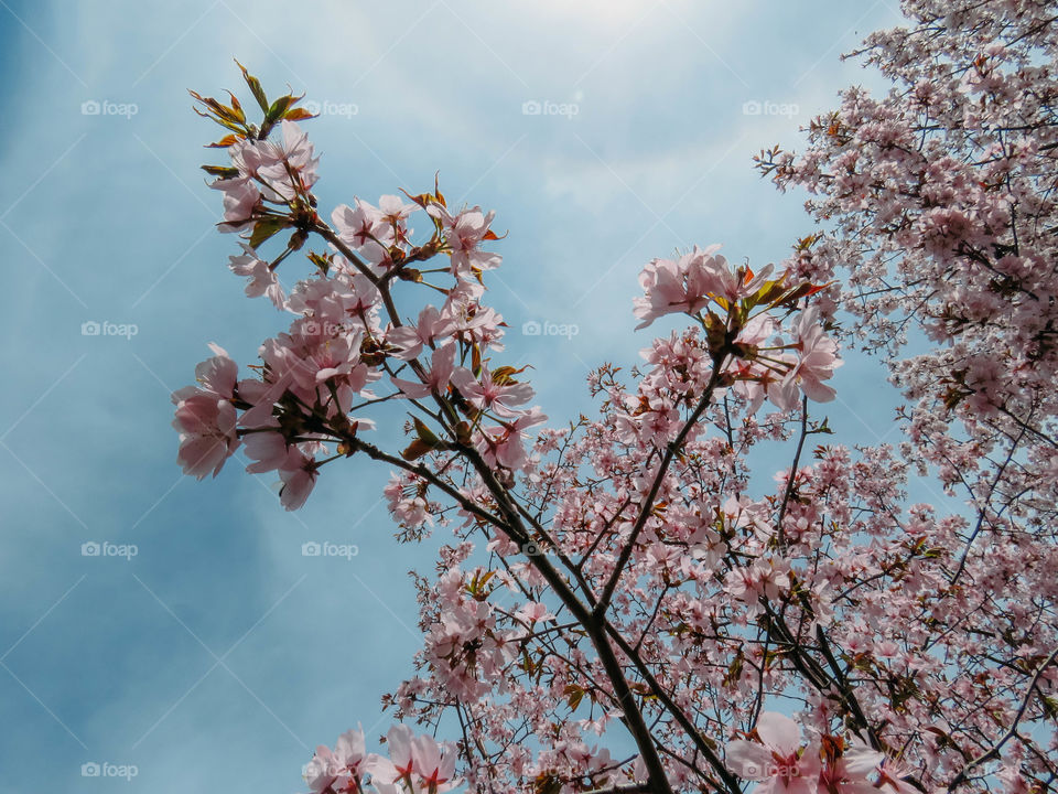 blooming sakura in spring on a sunny day