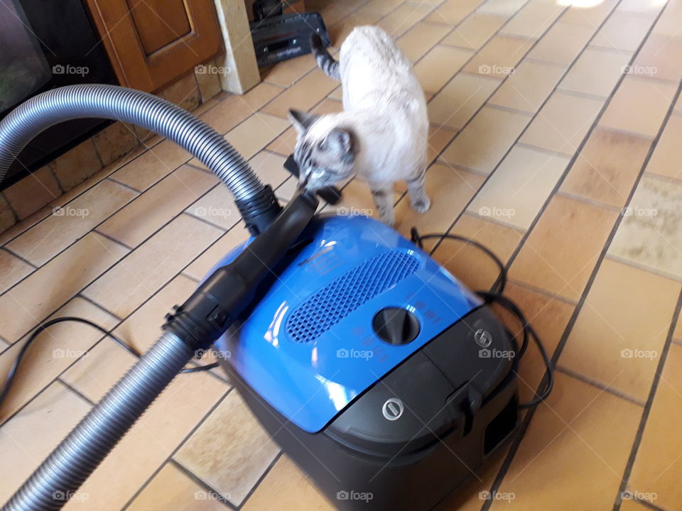 My cat exploring the new vacuum cleaner