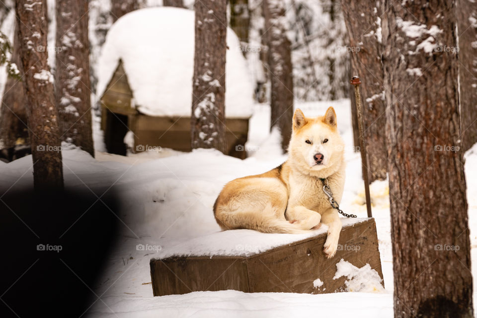 A beautiful white and tan sled dog resting on his house in a white winter wonderland. 