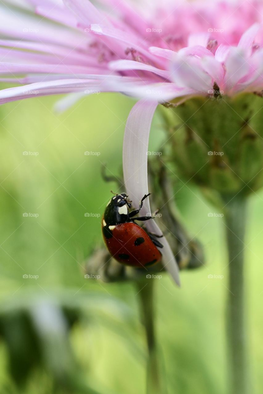 Ladybug climbing from the ground up on a pink wild flower 