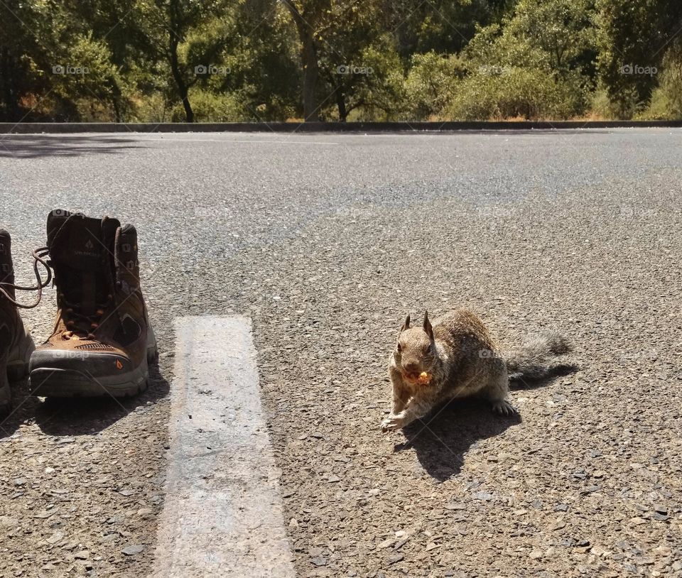 A squirrel steals food in a parking lot near a nature reserve. 