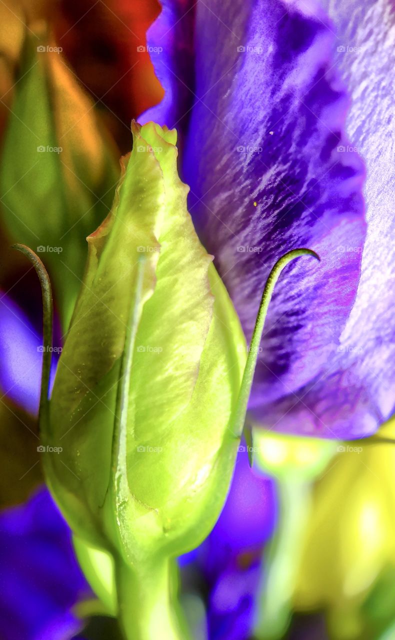 Close up of a closed rose bud against a background of purple flowers