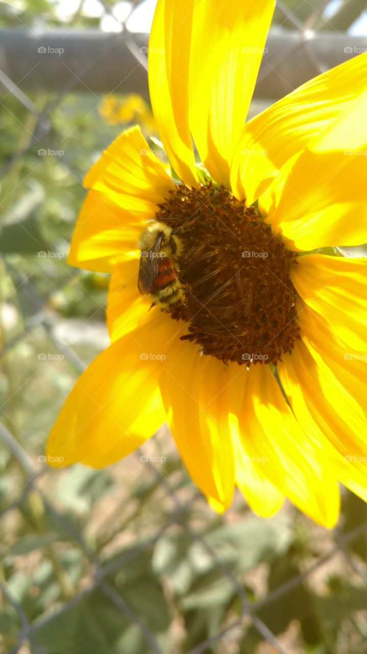 bee's sunflowers