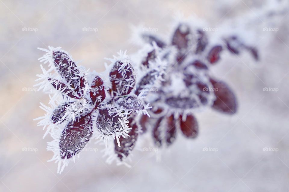 Barberry branch in frost
