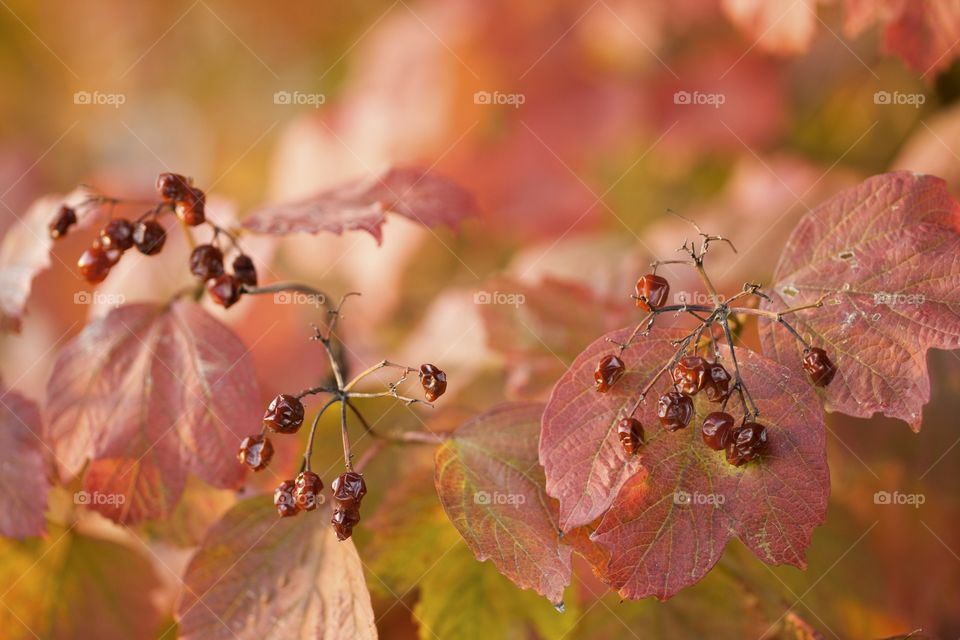 autumn fruits