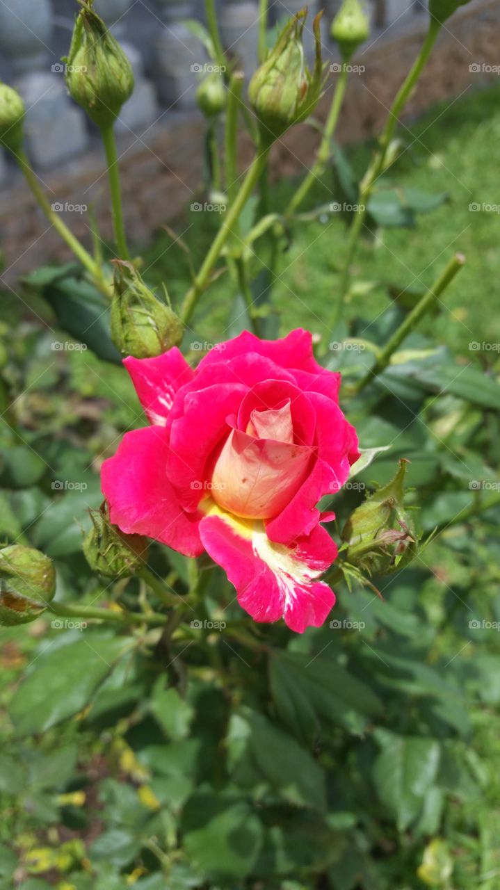 Rosa