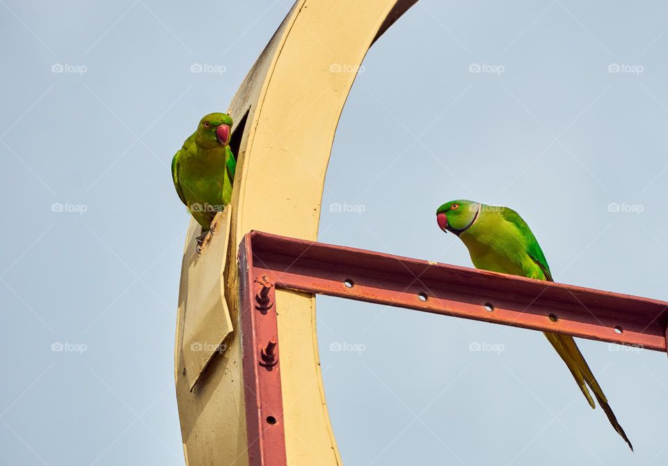 Bird photography - Parrot - Urban Setting 