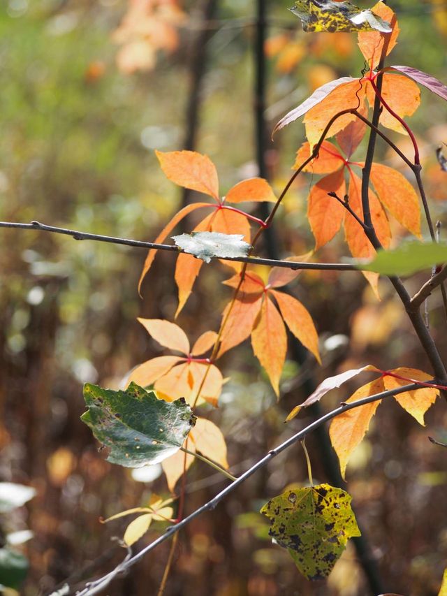 Autumn colors