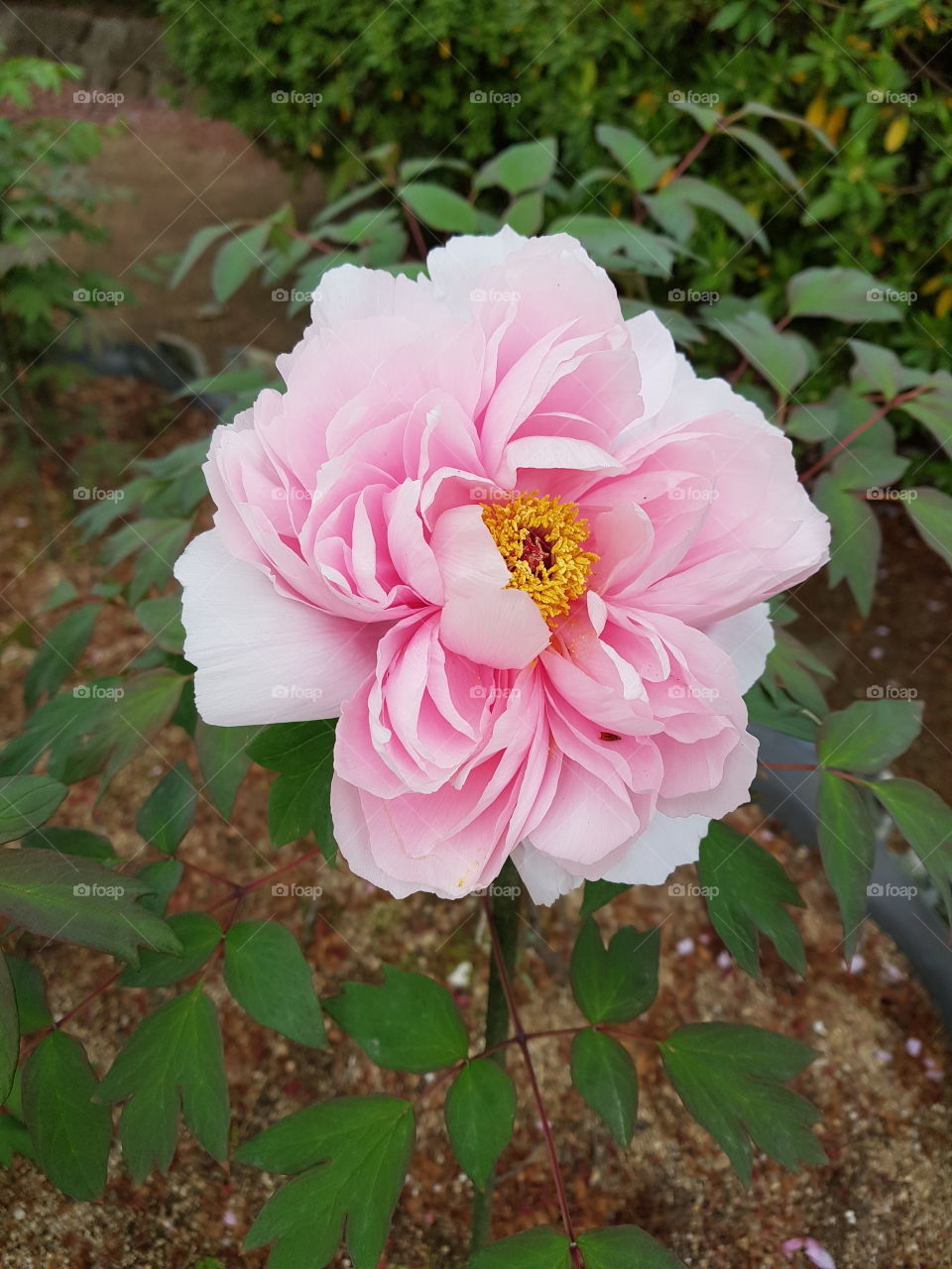 Paeonia at Hyogo JAPAN