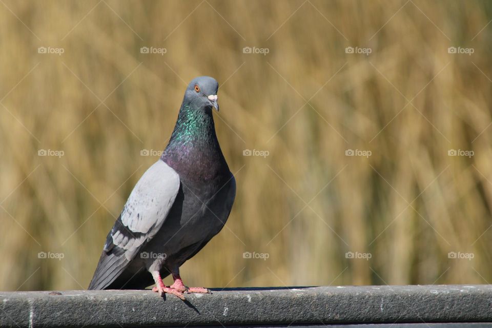 Pigeon on a Railing