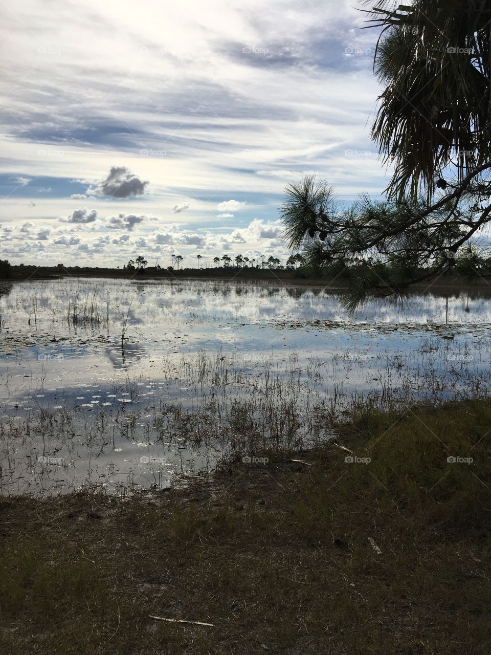 Nature scene on water