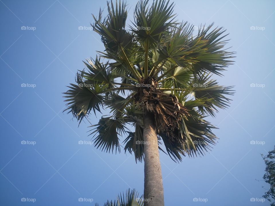 A beautiful scene of palm tree in the feild.