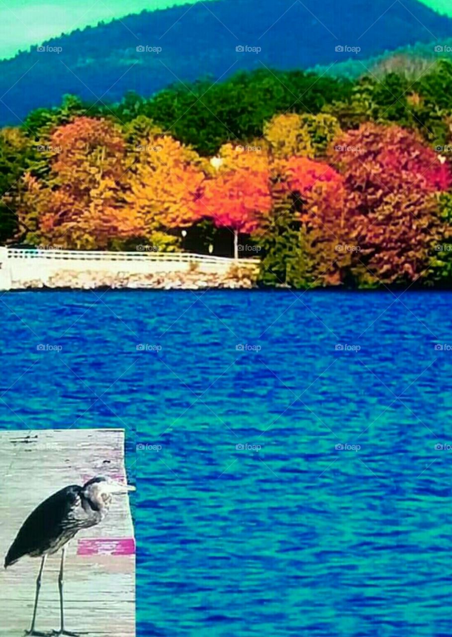 Great Blue Heron on the Dock!