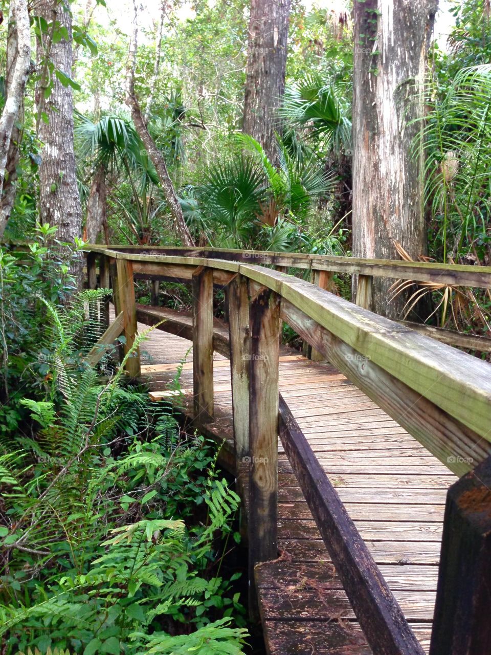 Boardwalk into a tropical jungle.