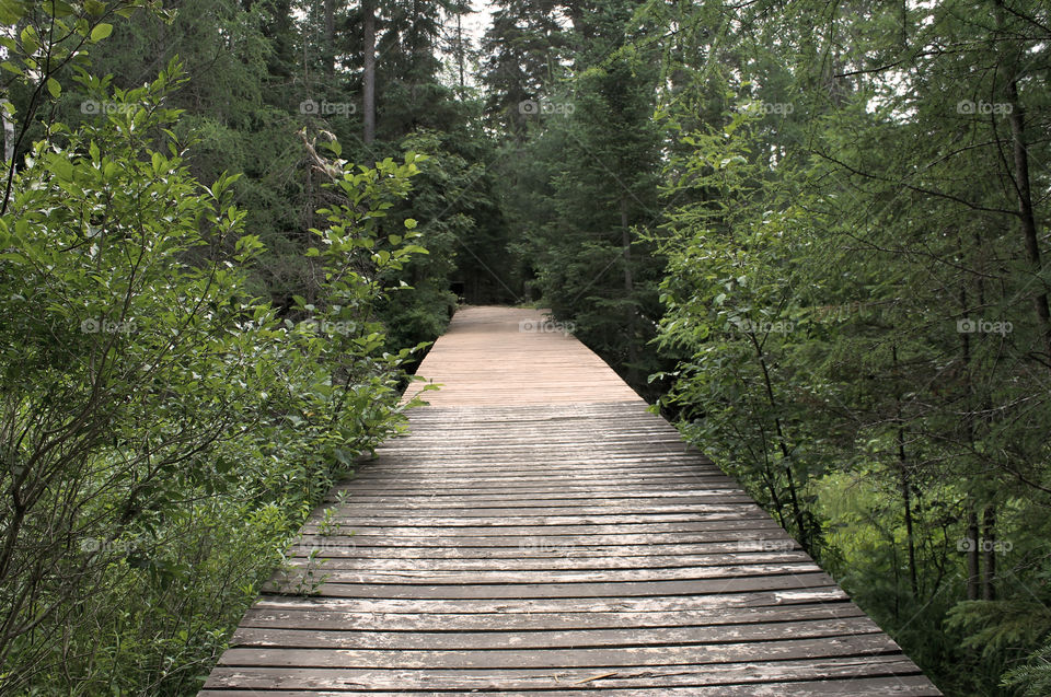 Wooden Bridge 