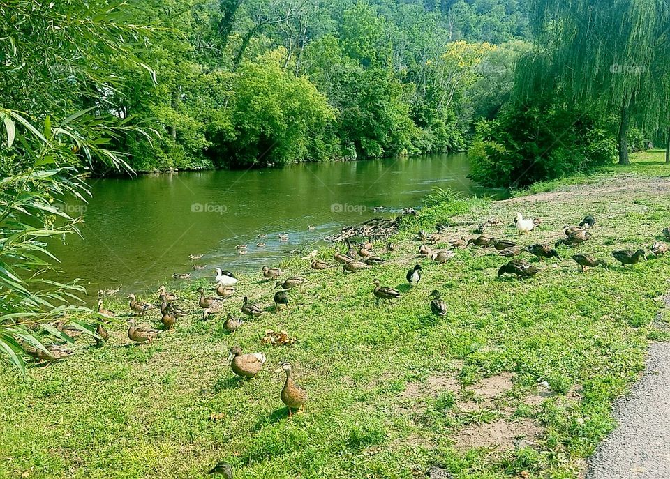 Ducks by Creek