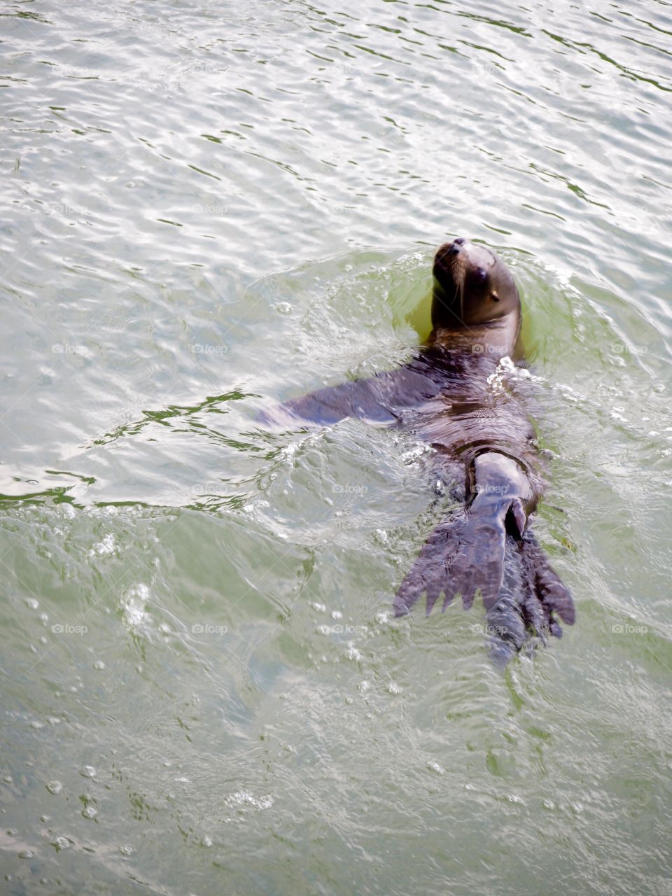 Sea lion swimming alongside boat looking for food
