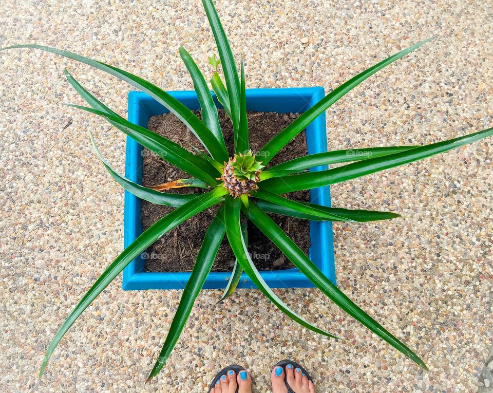 Baby Pineapple