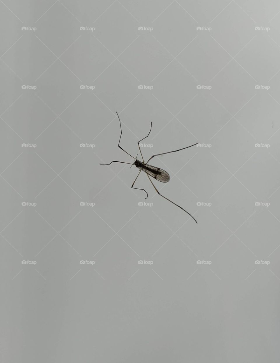 Zancudo​ o mosquito. Insecto.