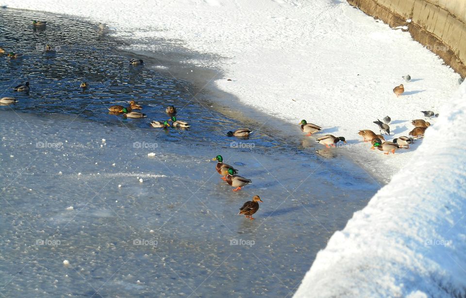 Snow, Winter, Cold, Water, Outdoors