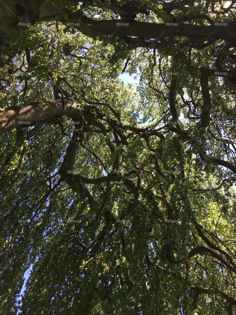 Canopy of a majestic European Weeping Beech