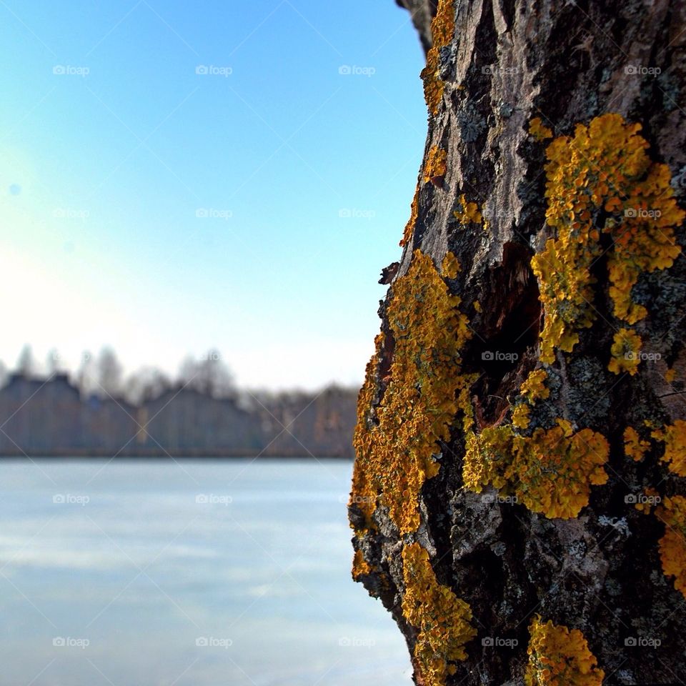 Moss on the tree