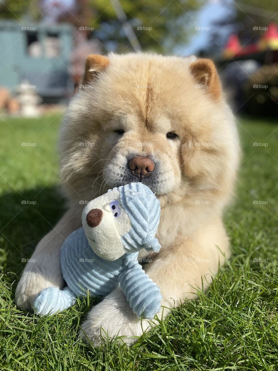 Teddy bear and puppy 