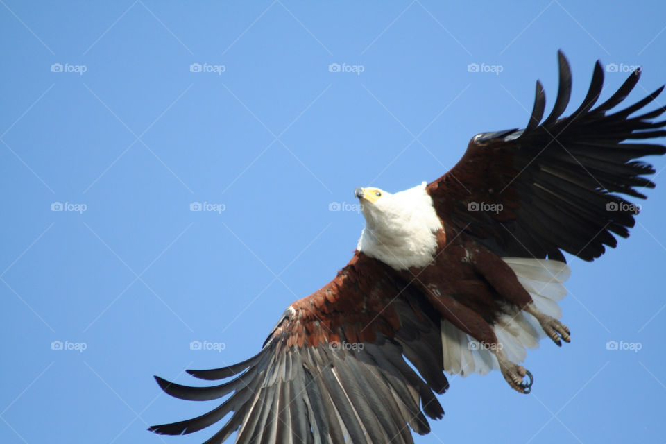 blue flying bird eagle by geebee