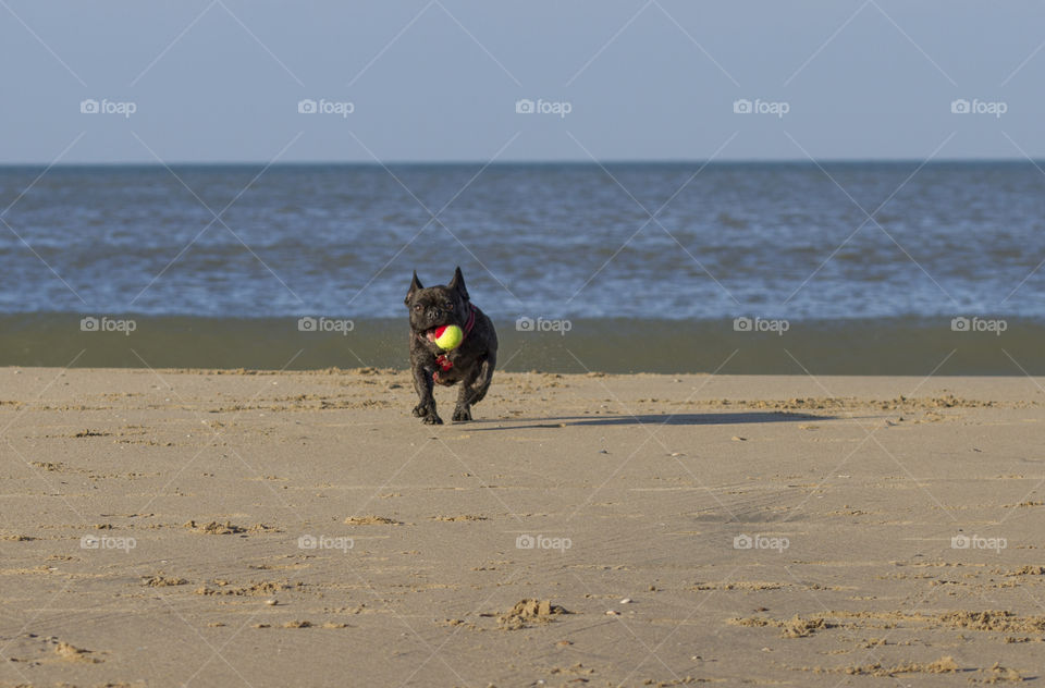 Dog plays at the beach 